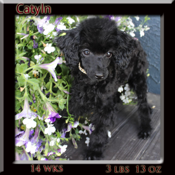 catyln14