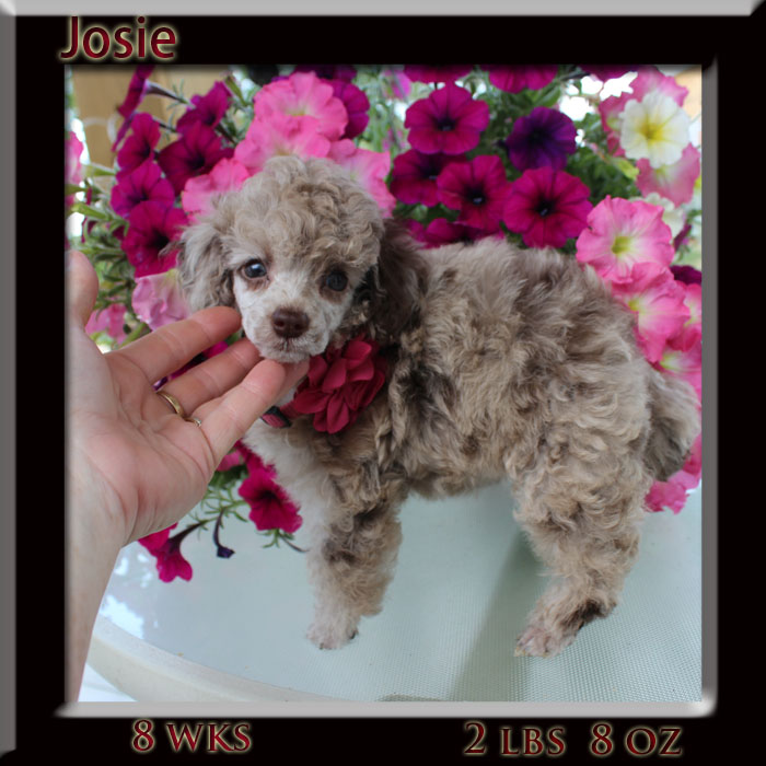 josie8 wk s