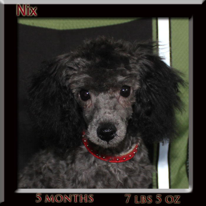 Nix 5 mth face