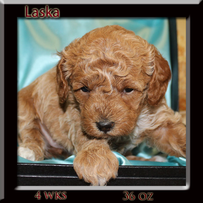 laska 4