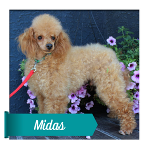 Midas