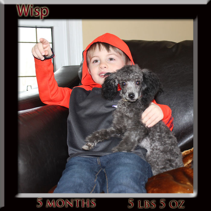 wisp5months