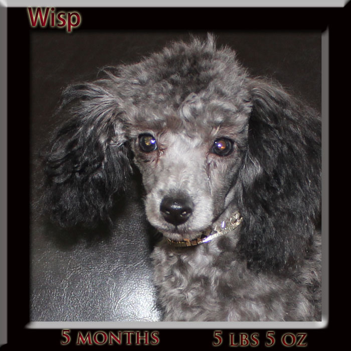 5month wisp