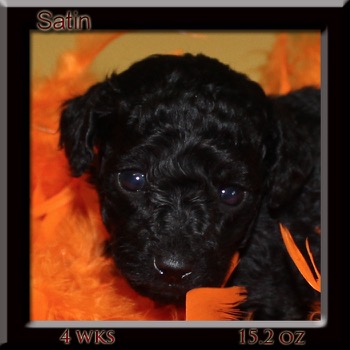 satin4wk-head