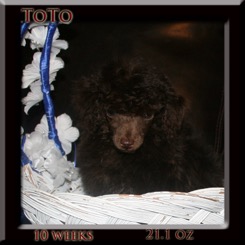 toto10-wk