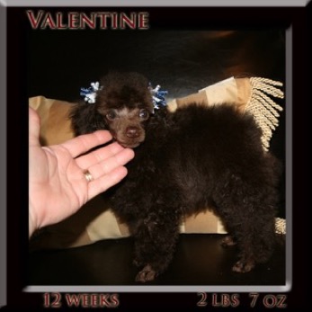 valentine12wk