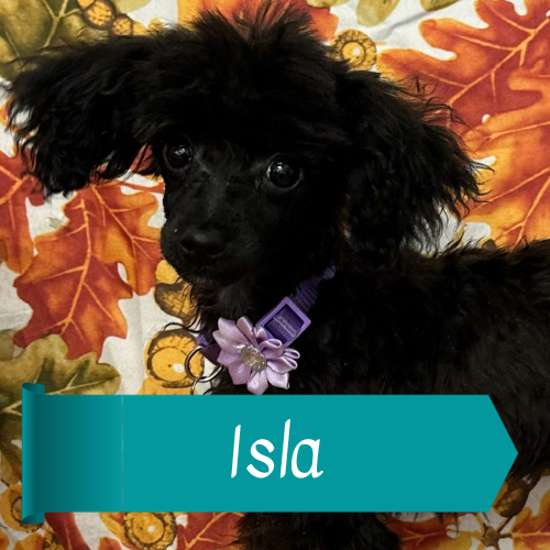 Isla