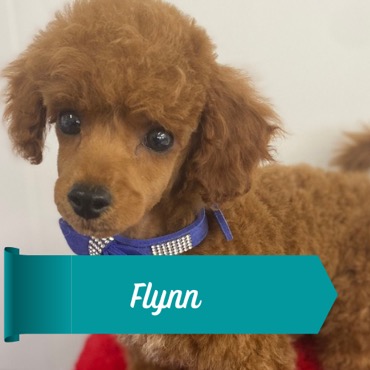 Flynn