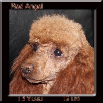 angel1.5-yr-face