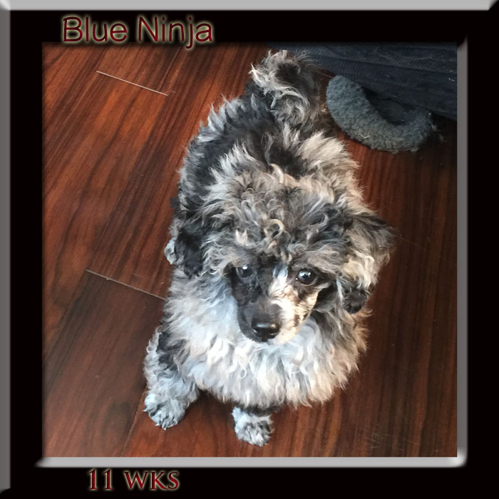 Blue Ninja 11 wk