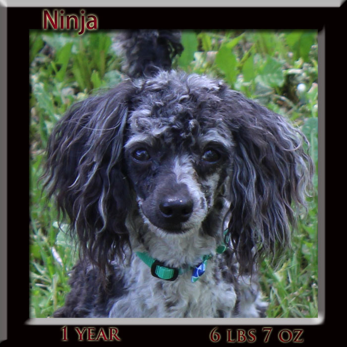 ninja facev1yr