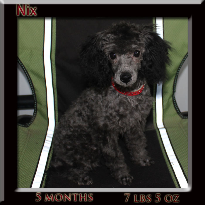Wissfire toy poodles hotsell