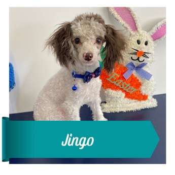 Jingo