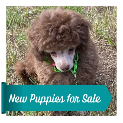 New Puppies for Sale_500x500