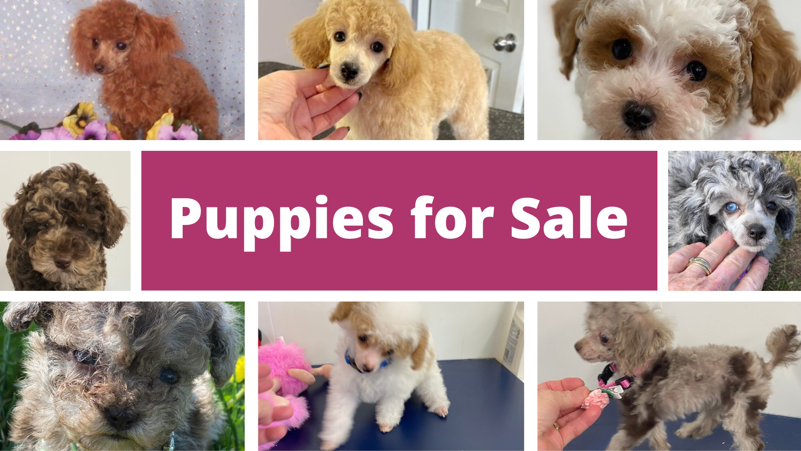 Puppies for Sale